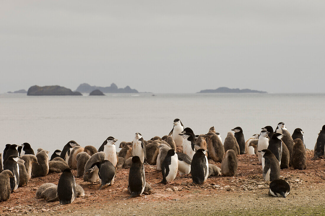 Antarctica, South Shetlands Islands, Aitcho Island, Chinstrap Penguins.