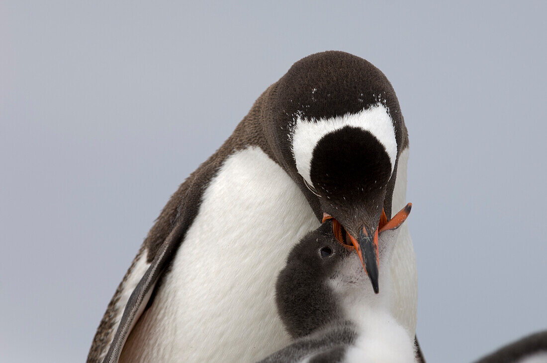 Antarktis, Antarktische Halbinsel, Lemaire-Kanal, Petermann-Insel, Eselspinguine.