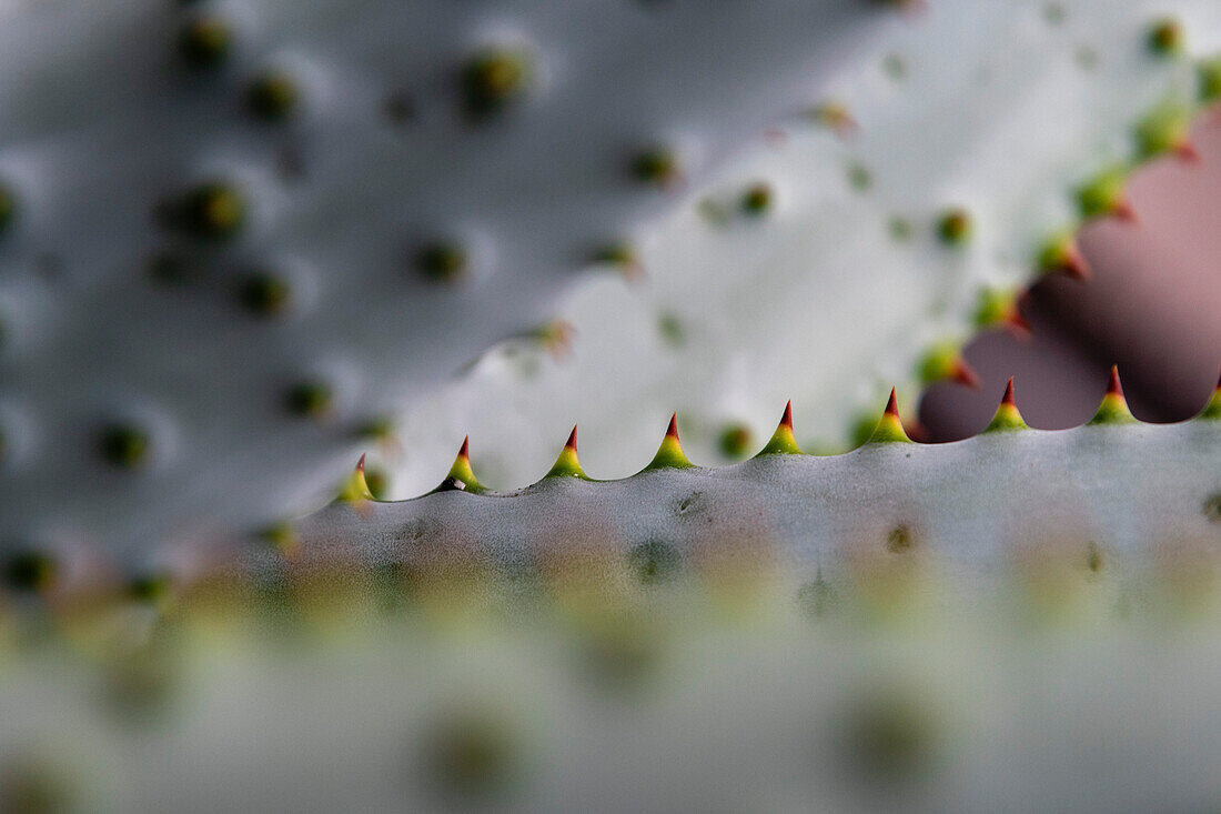 Thorns of an agave species. La Palma, Canary Islands, Spain.