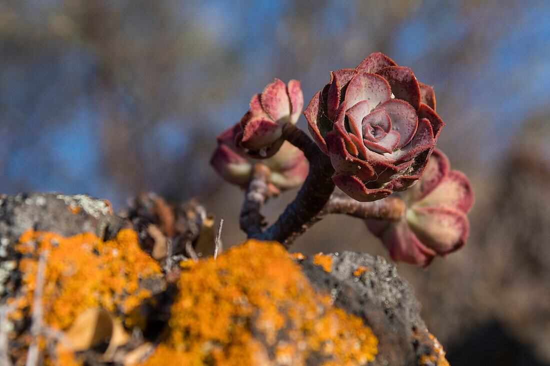 Nahaufnahme eines Bramwell Aeonium, Aeonium mascaense. Insel La Palma, Kanarische Inseln, Spanien.