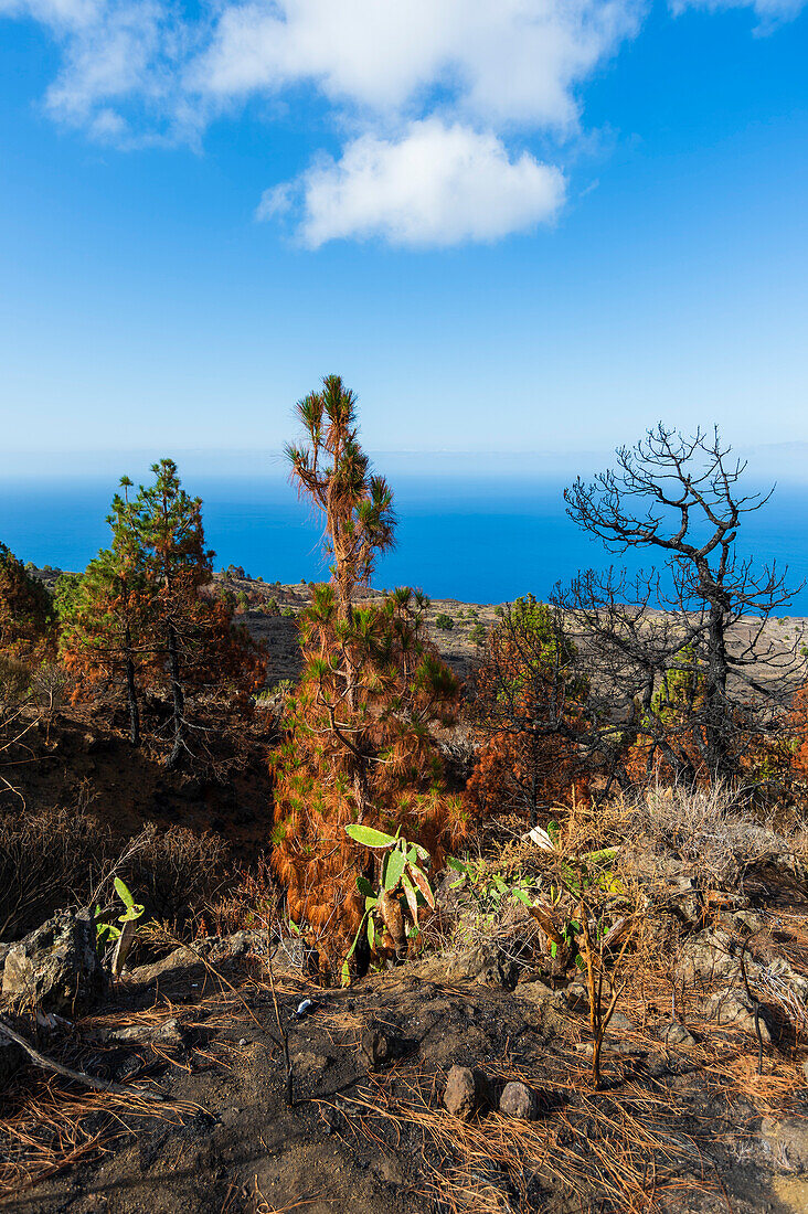 Verbrannte kanarische Kiefern in der Nähe einer Klippe. Insel La Palma, Kanarische Inseln, Spanien.