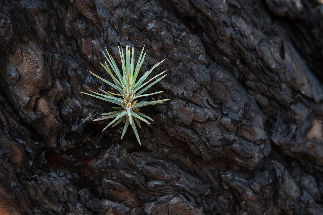 Detail of a burned Canary pine tree. La Palma Island, Canary Islands, Spain.