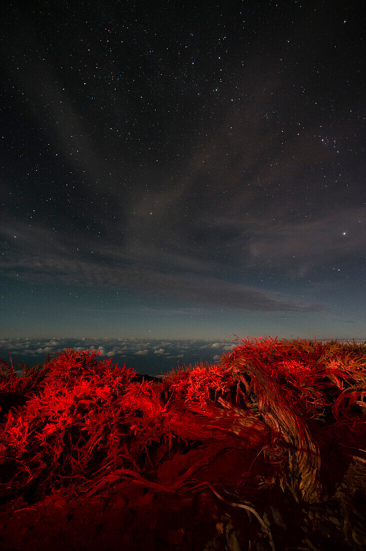 Der Nachthimmel über rot gefärbten Pflanzen. Insel La Palma, Kanarische Inseln, Spanien.