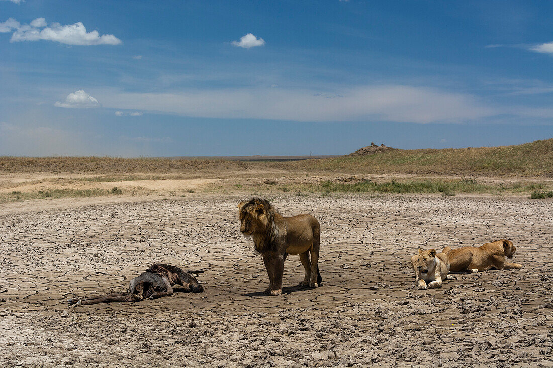 Ein männlicher Löwe, Panthera leo, und zwei Weibchen nach dem Fressen eines Gnu-Kadavers, Connochaetes taurinus. Seronera, Serengeti-Nationalpark, Tansania