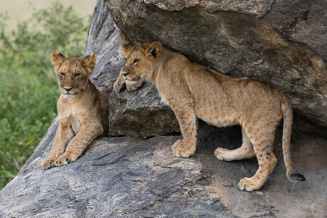 Zwei Löwenbabys, Panthera leo, auf einer Kuppe. Seronera, Serengeti-Nationalpark, Tansania