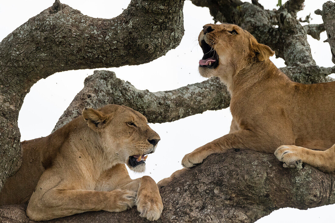 Two lionesses, Panthera leo, in a sausage tree, Kigalia africana. Seronera, Serengeti National Park, Tanzania