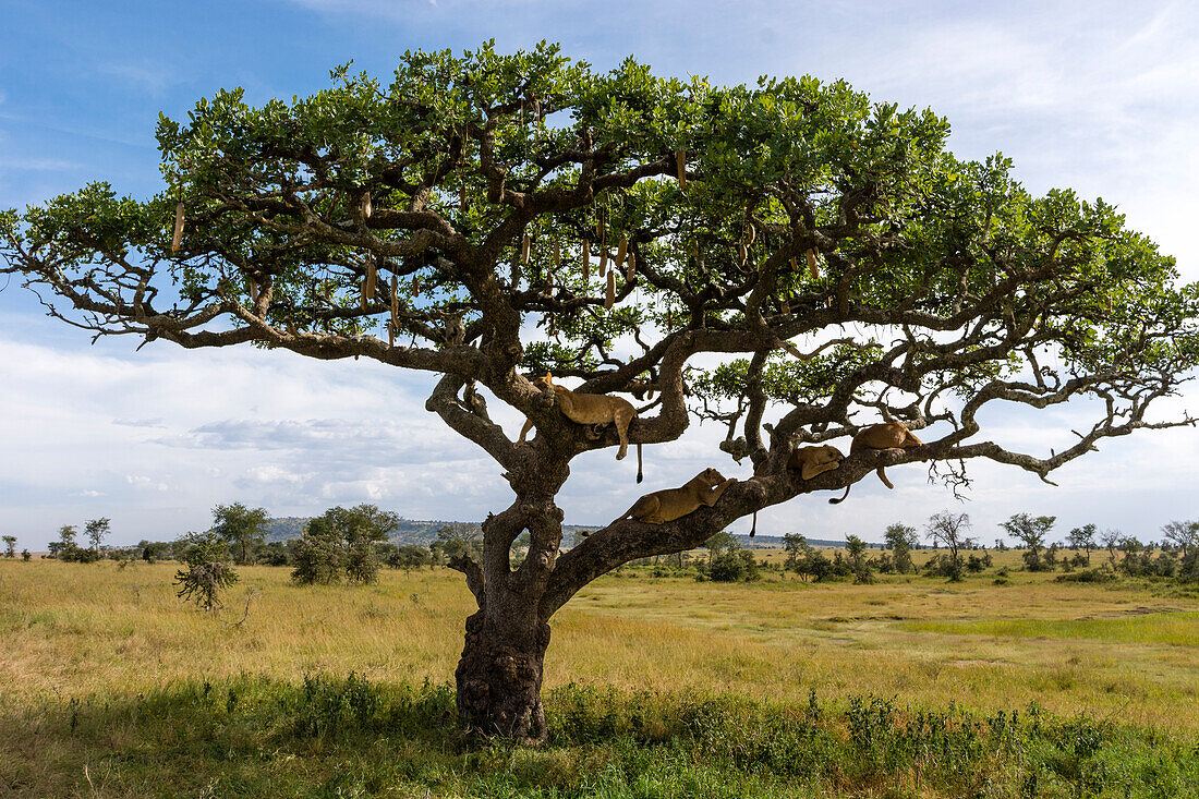 Vier Löwinnen, Panthera leo, in einem Würstchenbaum, Kigalia africana. Seronera, Serengeti-Nationalpark, Tansania