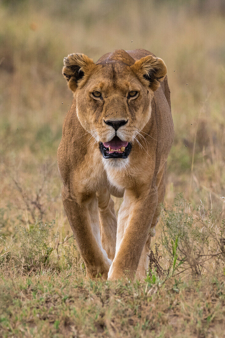 Eine Löwin, Panthera leo, geht spazieren und schaut in die Kamera. Seronera, Serengeti-Nationalpark, Tansania