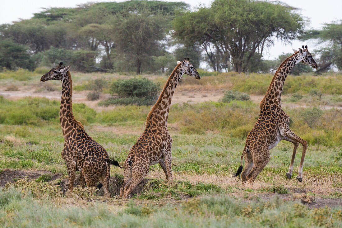 Three Masai giraffes, Giraffa camelopardalis tippelskirchi, jumping. Ndutu, Ngorongoro Conservation Area, Tanzania