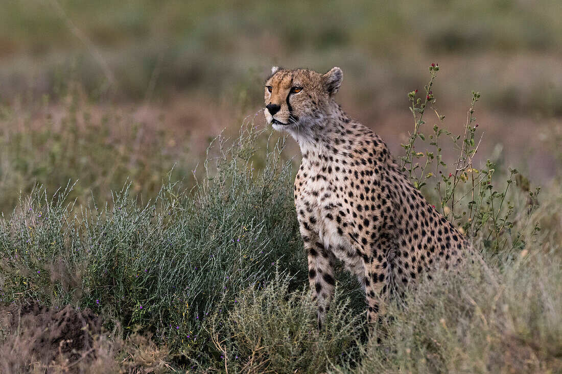 Porträt eines Geparden, Acinonyx jubatus, in Alarmbereitschaft. Ndutu, Ngorongoro-Schutzgebiet, Tansania