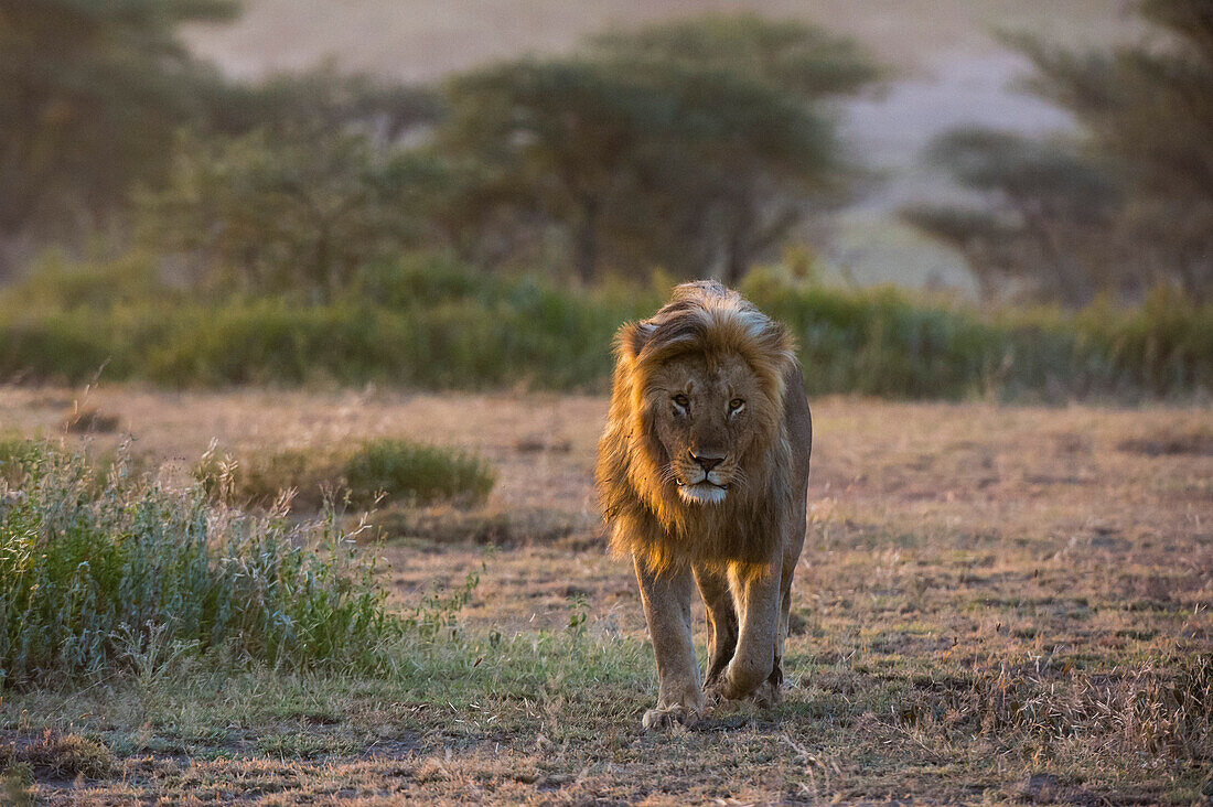 A male lion, Panthera leo, patrolling the territory at sunrise. Ndutu, Ngorongoro Conservation Area, Tanzania