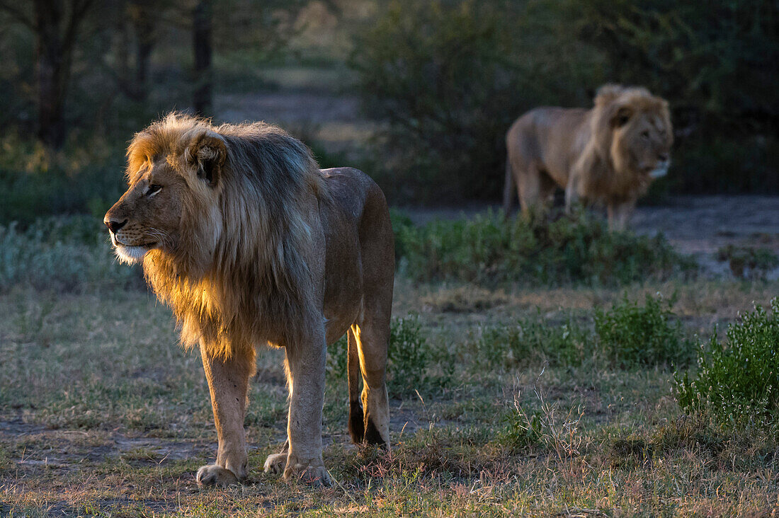 Zwei männliche Löwen, Panthera leo, patrouillieren bei Sonnenaufgang in ihrem Revier. Ndutu, Ngorongoro-Schutzgebiet, Tansania