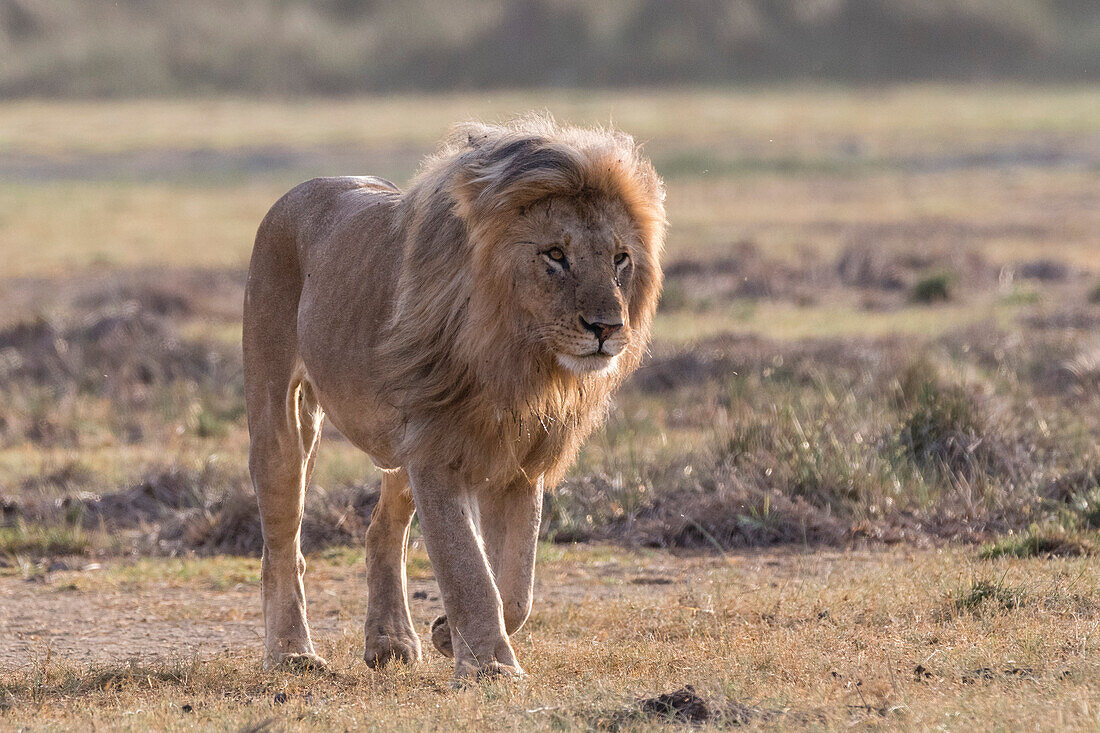 Ein männlicher Löwe, Panthera leo, patrouilliert in seinem Revier. Ndutu, Ngorongoro-Schutzgebiet, Tansania