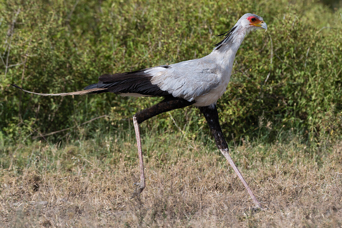 Ein Sekretärvogel, Sagittarius serpentarius, beim Laufen. Ndutu, Ngorongoro-Schutzgebiet, Tansania