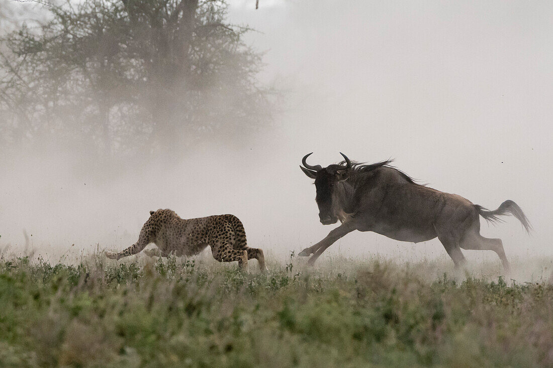 A young cheetah, Acinonyx jubatus, hunting a blue wildebeest calf, Connochaetes taurinus. Ndutu, Ngorongoro Conservation Area, Tanzania