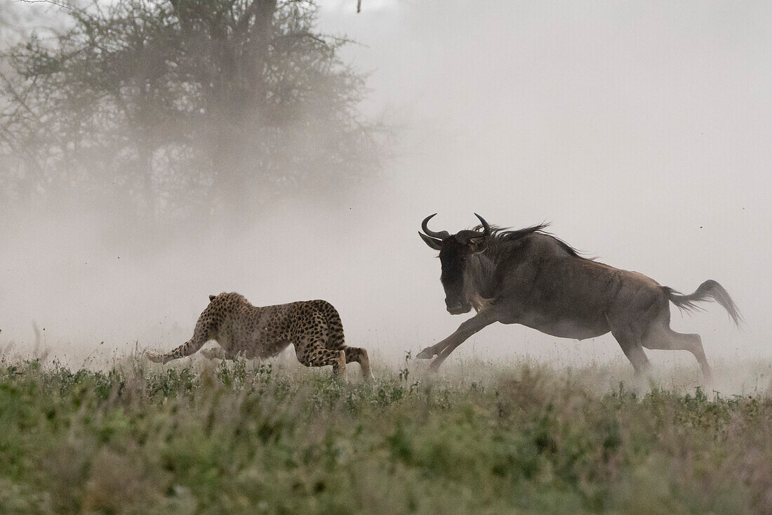 Ein junger Gepard, Acinonyx jubatus, auf der Jagd nach einem Streifengnu-Kalb, Connochaetes taurinus. Ndutu, Ngorongoro-Schutzgebiet, Tansania