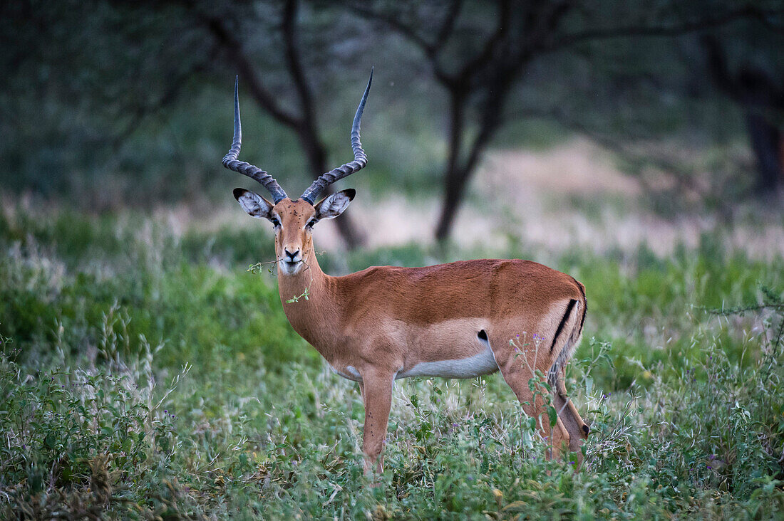 Porträt eines männlichen Impalas, Aepyceros melampus, der in einem Wald steht und in die Kamera schaut. Ndutu, Ngorongoro-Schutzgebiet, Tansania
