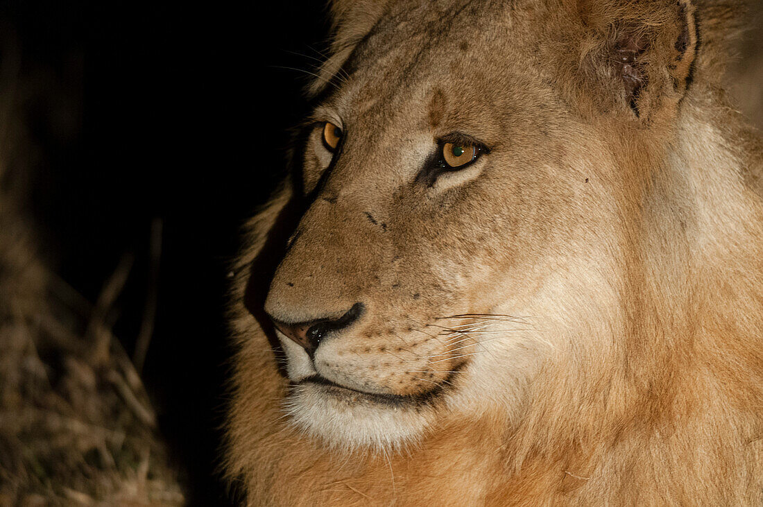 Close up portrait of a male lion, Panthera leo, at night. Mala Mala Game Reserve, South Africa.