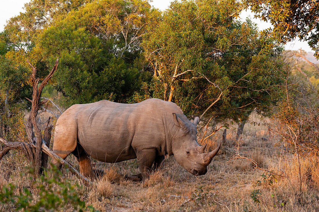Portrait of a white rhinoceros, Ceratotherium simum. Mala Mala Game Reserve, South Africa.