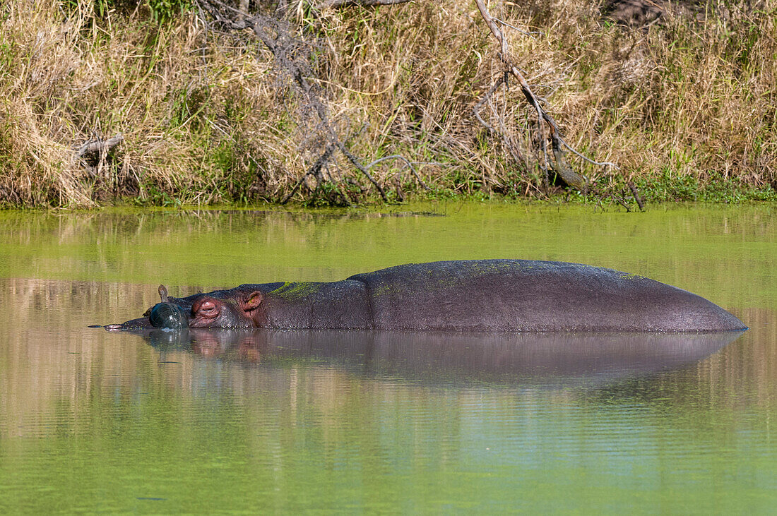 Eine Schildkröte sonnt sich auf dem Kopf eines Flusspferdes, Hippopotamus amphibius, in einem mit Wasserlinsen bewachsenen Teich. Mala Mala Game Reserve, Südafrika.