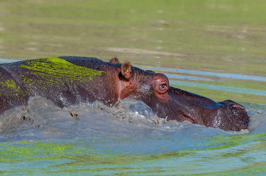 Ein Flusspferd, Hippopotamus amphibius, teilweise untergetaucht in einem mit Wasserlinsen bewachsenen Teich. Mala Mala Wildreservat, Südafrika.