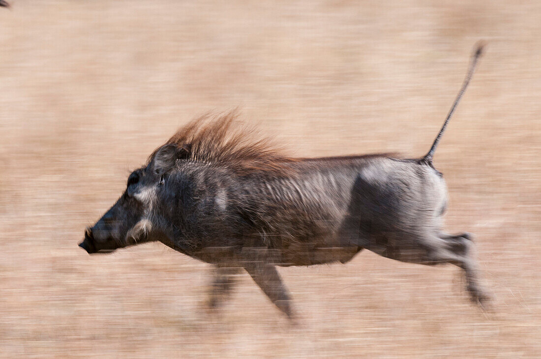 Porträt eines Warzenschweins, Phacochoerus aethiopicus, beim Laufen. Mala Mala Wildreservat, Südafrika.