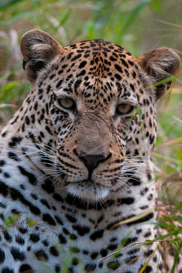 Close up portrait of a male leopard, Panthera pardus. Mala Mala Game Reserve, South Africa.