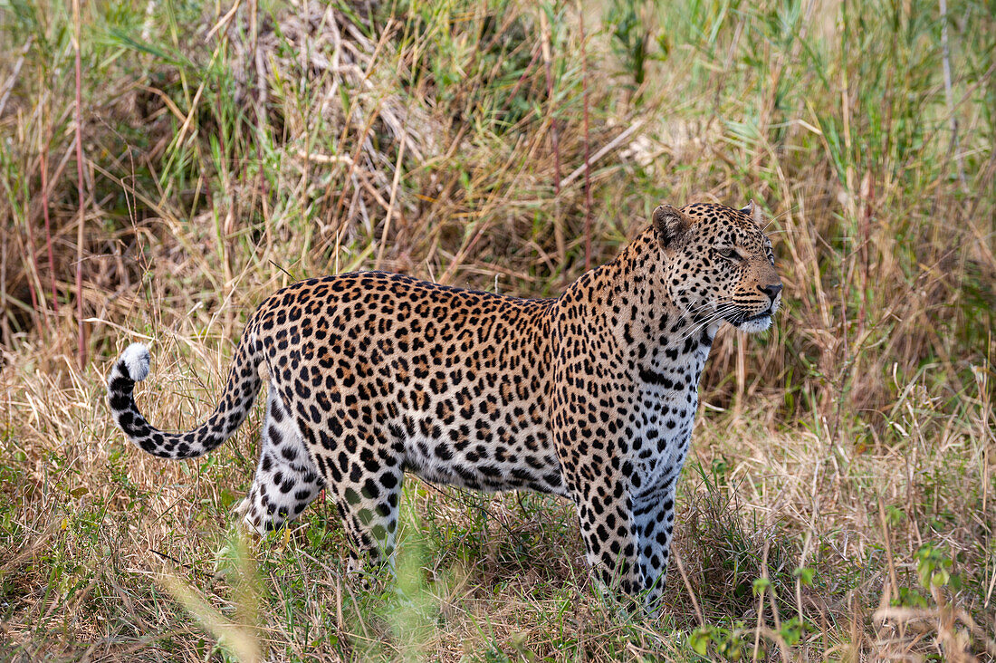 Portrait of a male leopard, Panthera pardus. Mala Mala Game Reserve, South Africa.