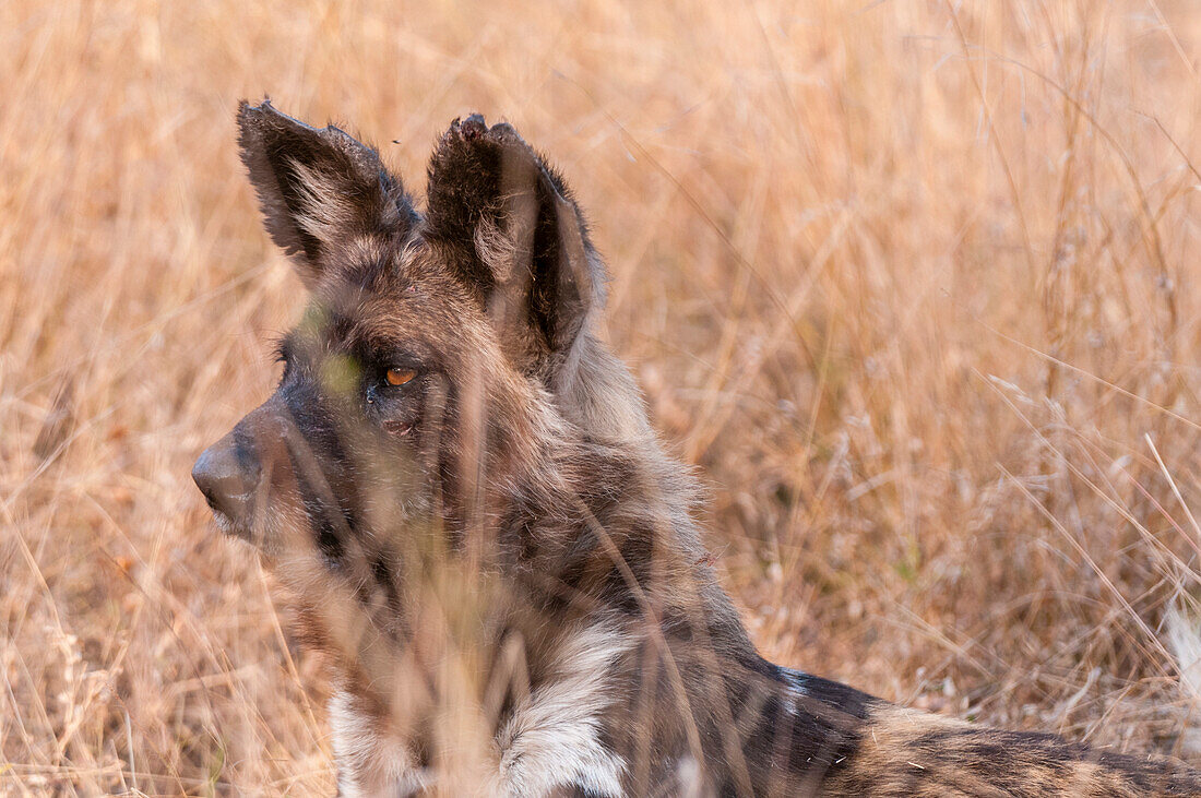Porträt eines Afrikanischen Wildhundes, eines Kap-Jagdhundes oder eines bemalten Wolfes, Lycaon pictus. Mala Mala Wildreservat, Südafrika.