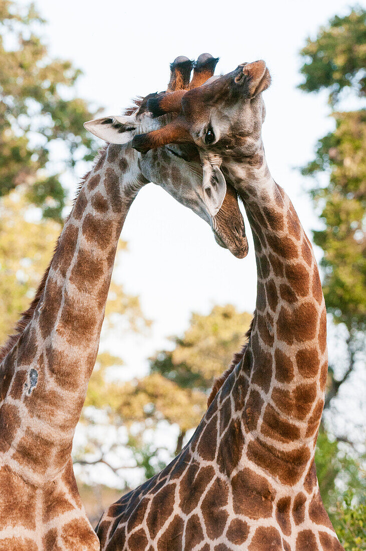 Zwei männliche Südliche Giraffen, Giraffa camelopardalis, beim Sparring. Mala Mala Wildreservat, Südafrika.