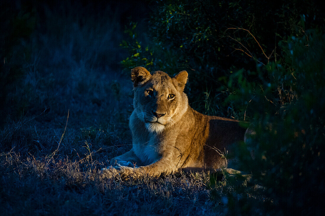 Porträt einer Löwin, Panthera leo, beim Ausruhen in der Nacht. Mala Mala Wildreservat, Südafrika.
