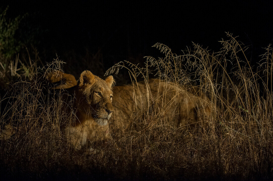 Eine Löwin, Panthera leo, ruht sich nachts im hohen Gras aus. Mala Mala Wildreservat, Südafrika.
