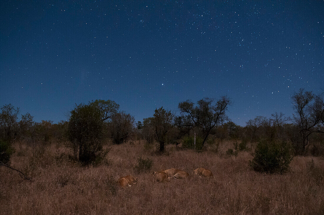 Ein Löwenrudel, Panthera leo, ruht sich unter einem Sternenhimmel aus. Mala Mala Wildreservat, Südafrika.