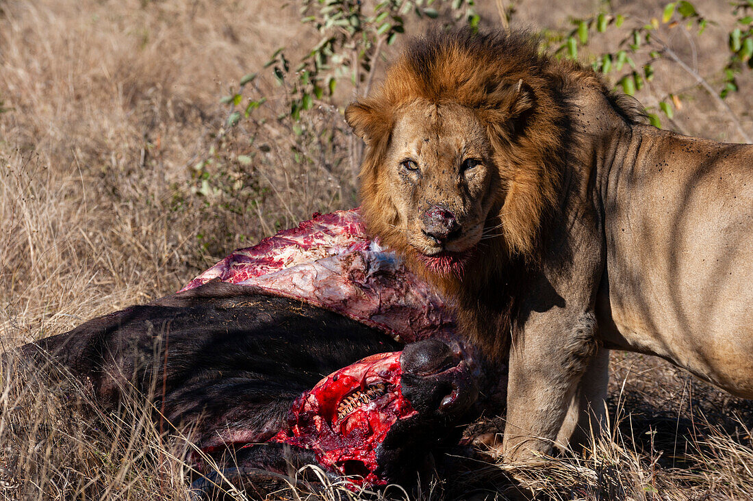 A lion, Panthera leo, feeding on an African buffalo carcass, Syncerus caffer. Mala Mala Game Reserve, South Africa.