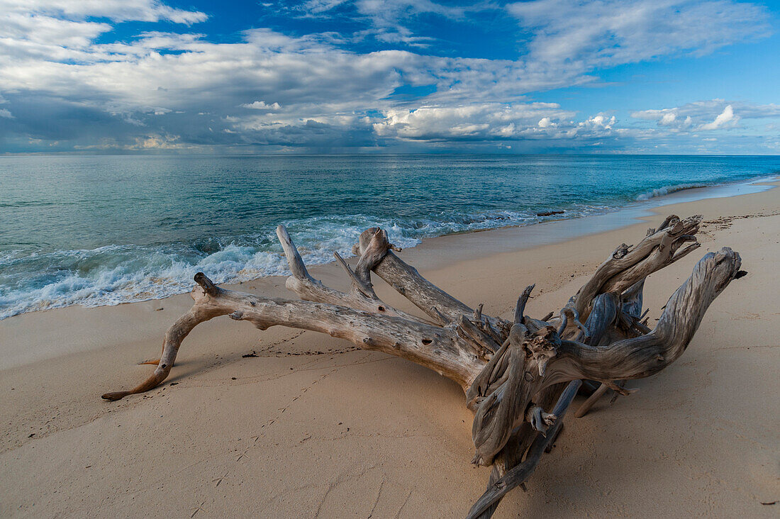 A large twisted piece of driftwood lying on a sandy beach in the Indian Ocean. Denis Island, The Republic of the Seychelles.