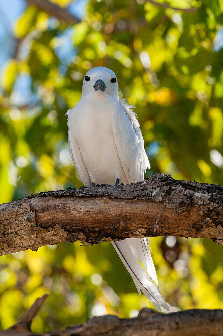 Portrait of a common white, or fairy tern, Gygis alba, perching on a tree branch. Denis Island, The Republic of the Seychelles.