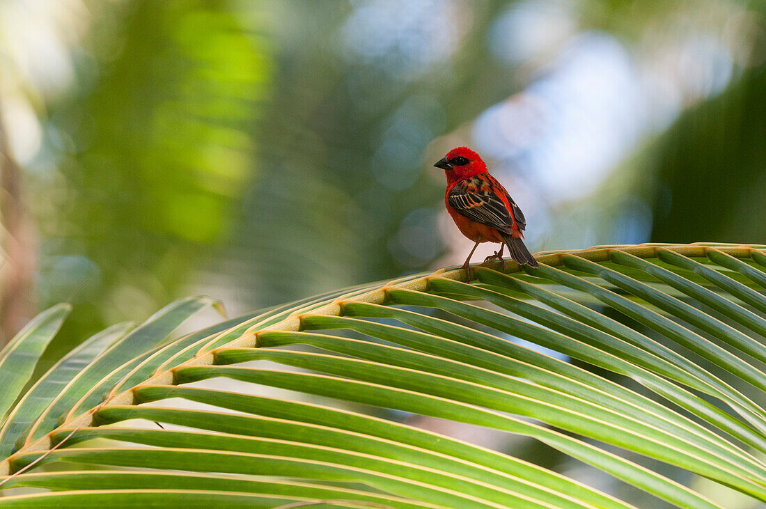 A Madagascar red fody, Foudia madagascariensis, perched on a palm frond. Denis Island, The Republic of the Seychelles.