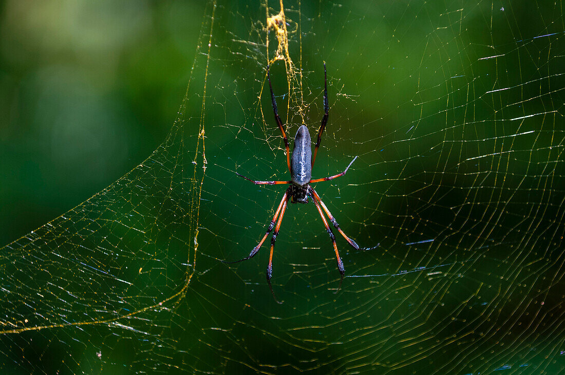 Close up portrait of a palm spider, Nephila inaurata, in its web. Denis Island, The Republic of the Seychelles.