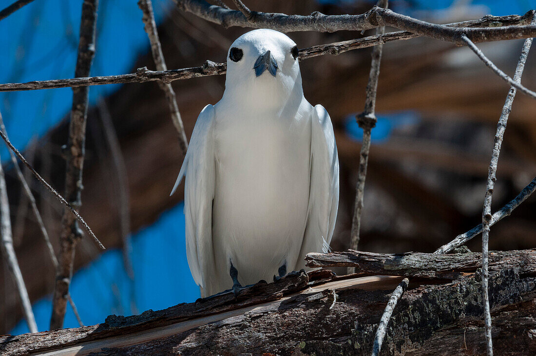 Portrait of a common white or fairy tern, Gygis alba, perching. Denis Island, The Republic of the Seychelles.