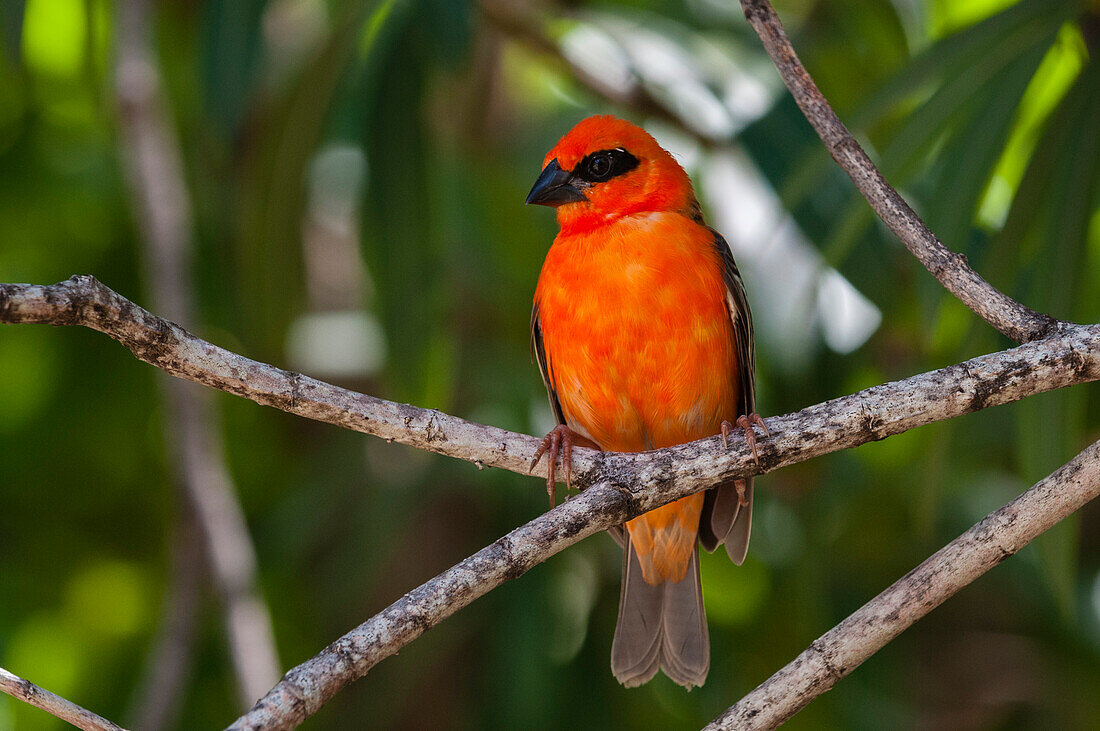 Portrait of a Madagascar red fody, Foudia madagascariensis, perching. Denis Island, The Republic of the Seychelles.