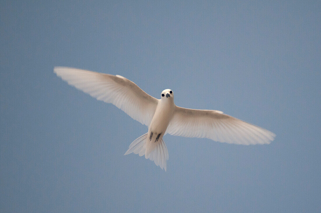 Porträt einer Trauerseeschwalbe, Gygis alba, im Flug. Denis-Insel, Die Republik der Seychellen.