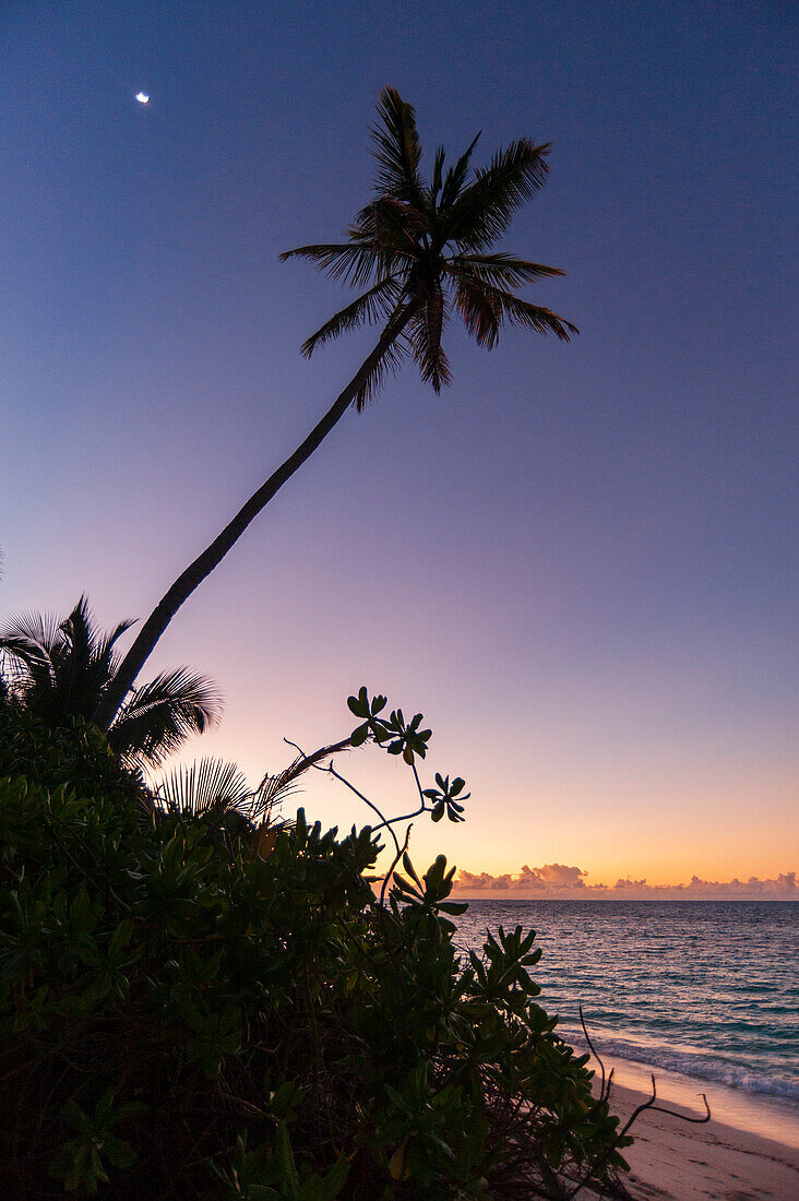 A silhouetted palm tree on a tropical beach at sunset. Denis Island, The Republic of the Seychelles.