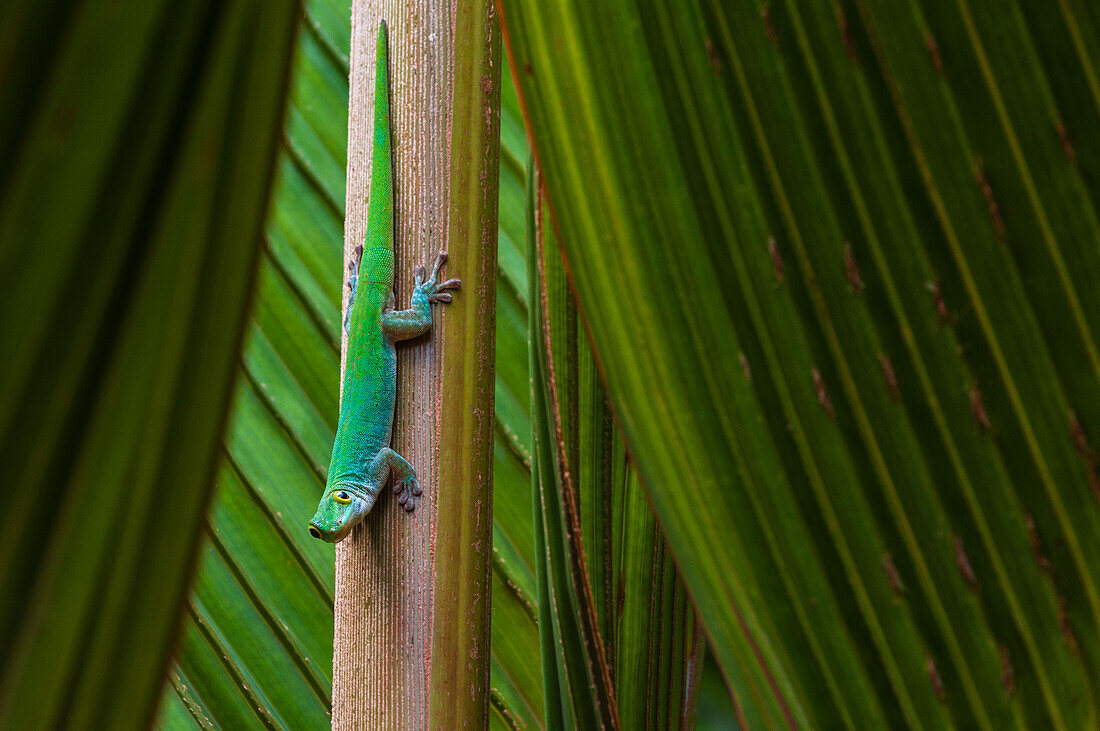 Ein grüner Gecko, Phelsuma sundbergi longinsulae, auf einem Palmwedel. Fregate-Insel, Republik Seychellen.