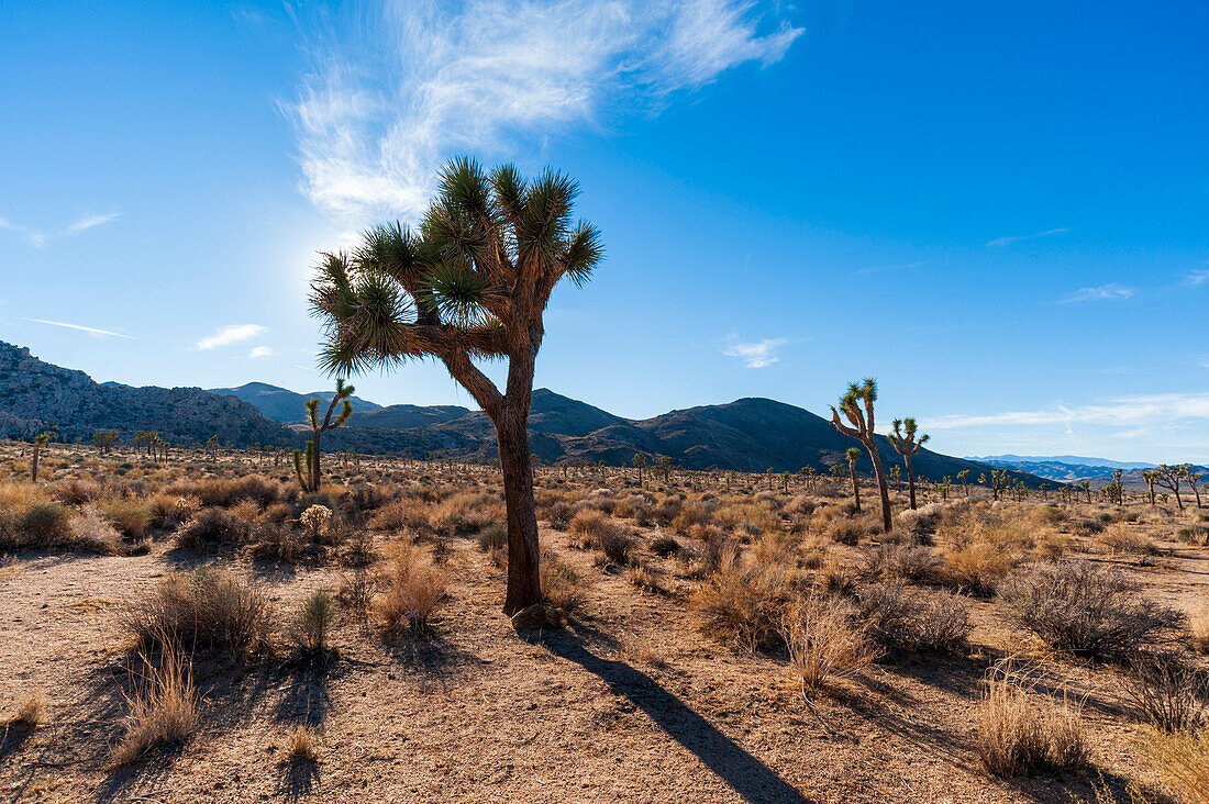 Desert landscape and vegetation in Hidden Valley in Joshua Tree National Park. Joshua Tree National Park, California, USA