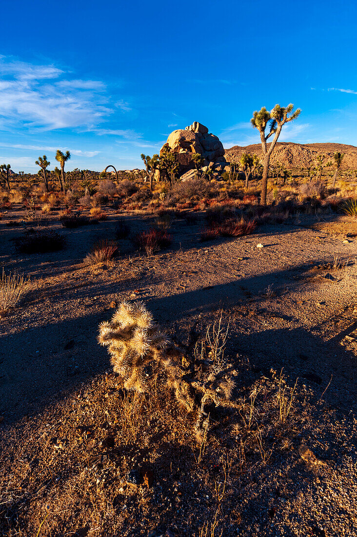 Desert landscape and vegetation in Joshua Tree National Park. Joshua Tree National Park, California, USA