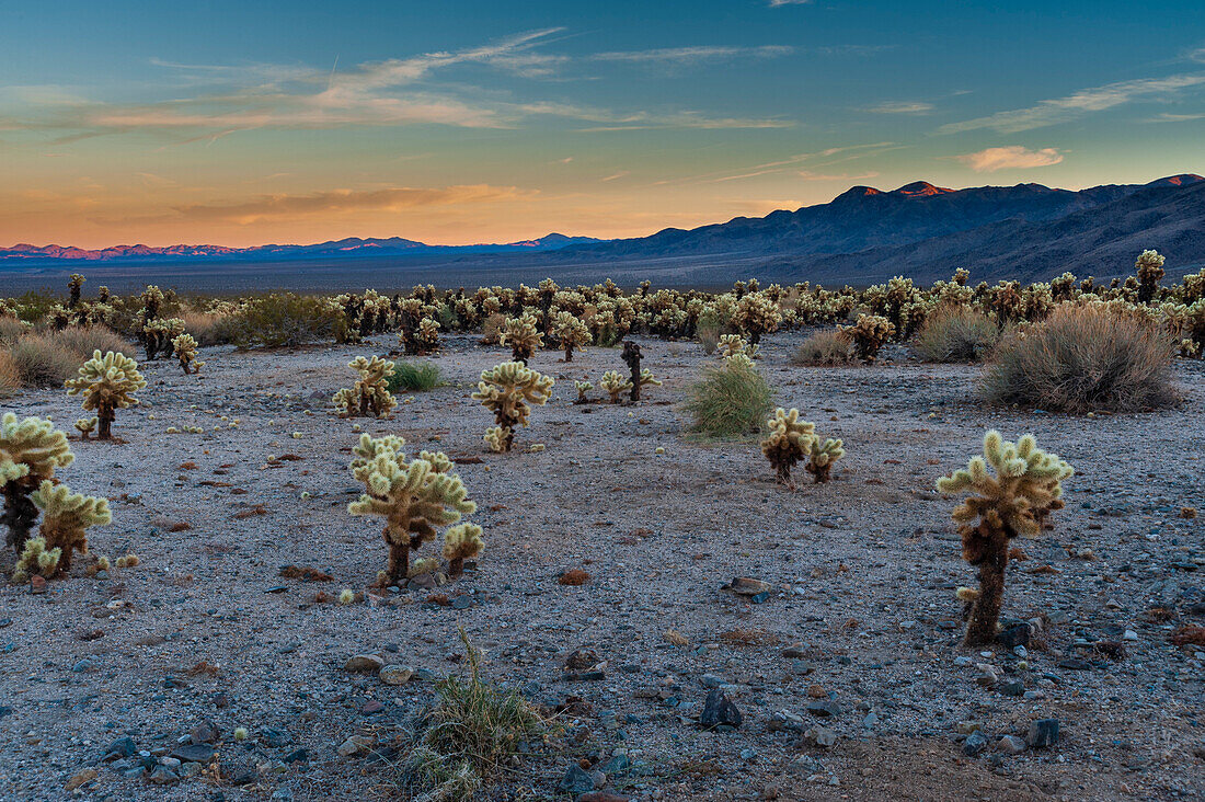 Ein Blick auf den Cholla Cactus Garden bei Sonnenuntergang. Kalifornien, USA
