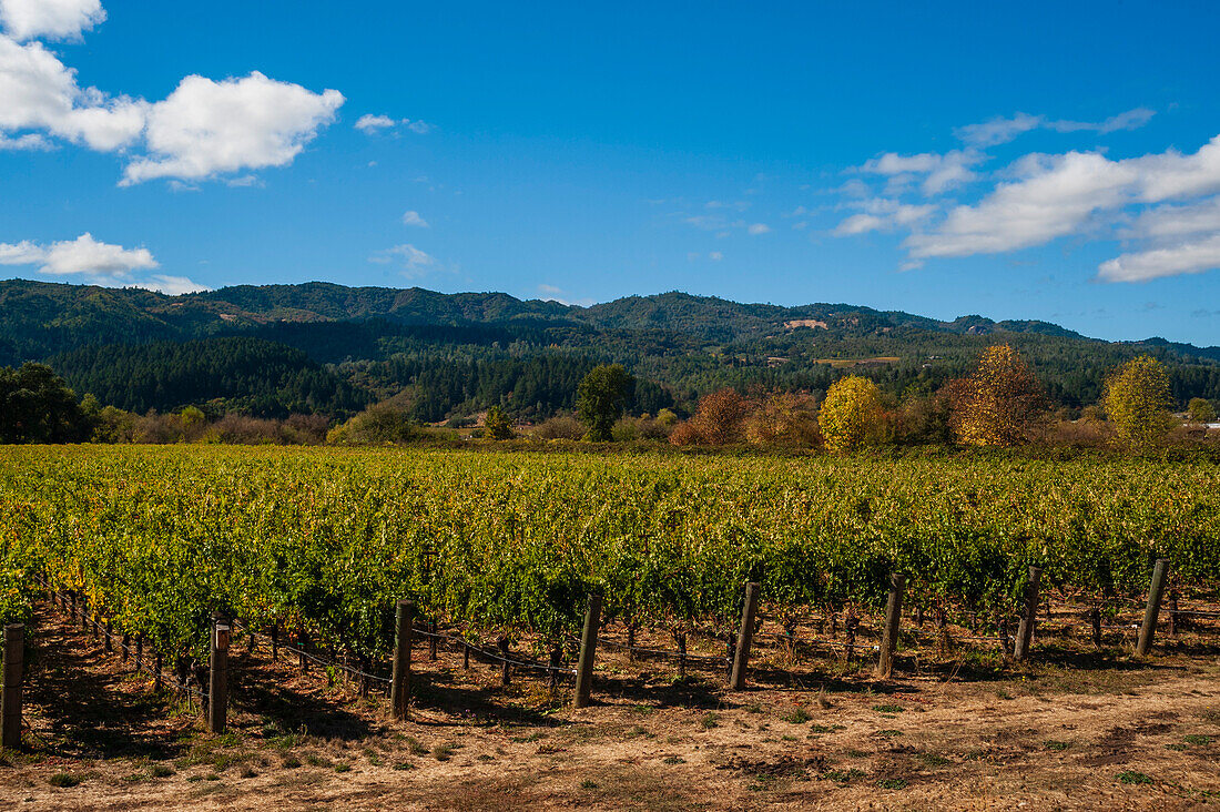 Sanfte niedrige Berge bilden den Hintergrund für die Reihen von Weinstöcken in einem Weinberg im Napa Valley. Napa Valley, Kalifornien.