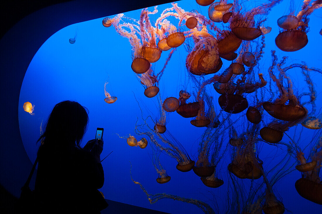 Ein Tourist beobachtet Brennnesseln, Chrysaora fuscescens, die in einer Ausstellung im Monterey Bay Aquarium herumschwimmen. Monterey Bay Aquarium, Monterey, Kalifornien.