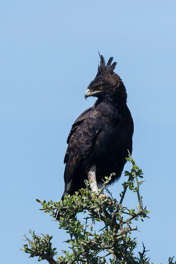 Ein Schopfadler, Lophaetus occipitalis, hockt auf einer Baumkrone. Ndutu, Ngorongoro-Schutzgebiet, Tansania.