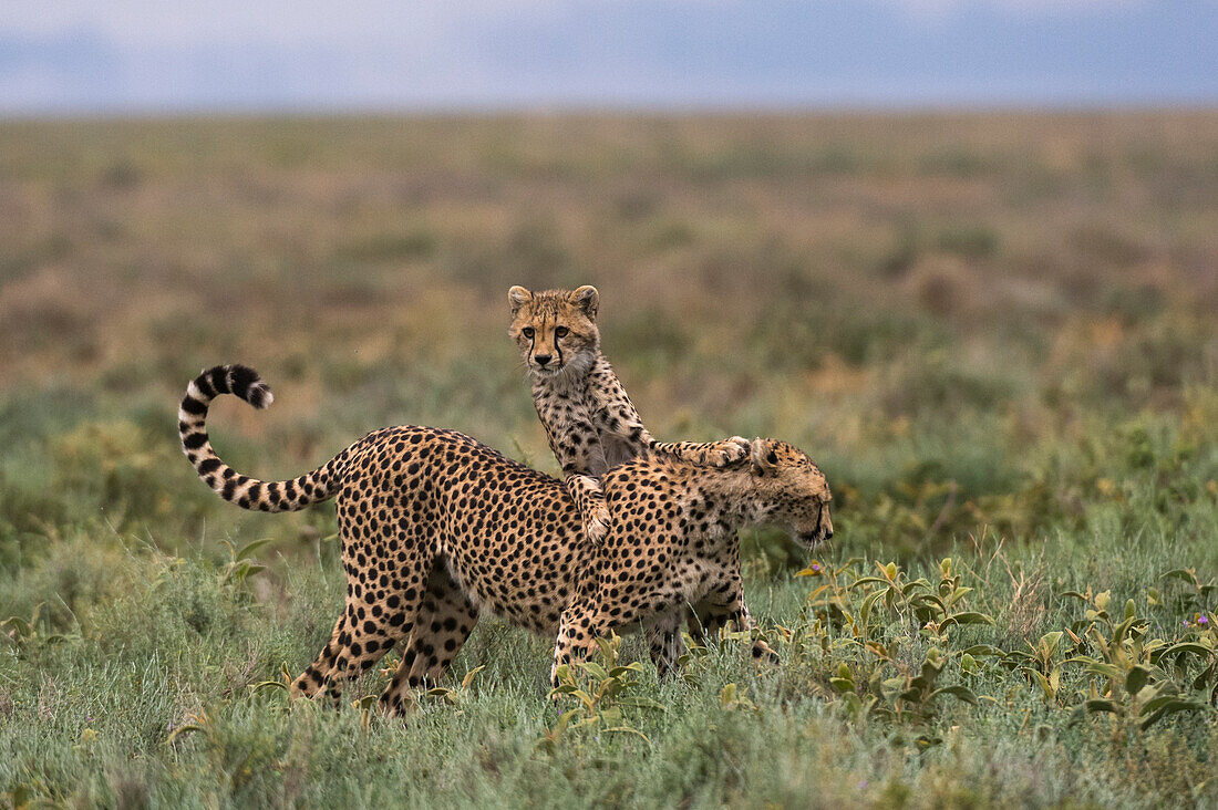 Ein Gepard, Acinonyx jubatus, Mutter und Junges beim Spielen. Ndutu, Ngorongoro-Schutzgebiet, Tansania